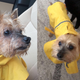 Image for article titled What Raincoat Should I Buy For My Dog?